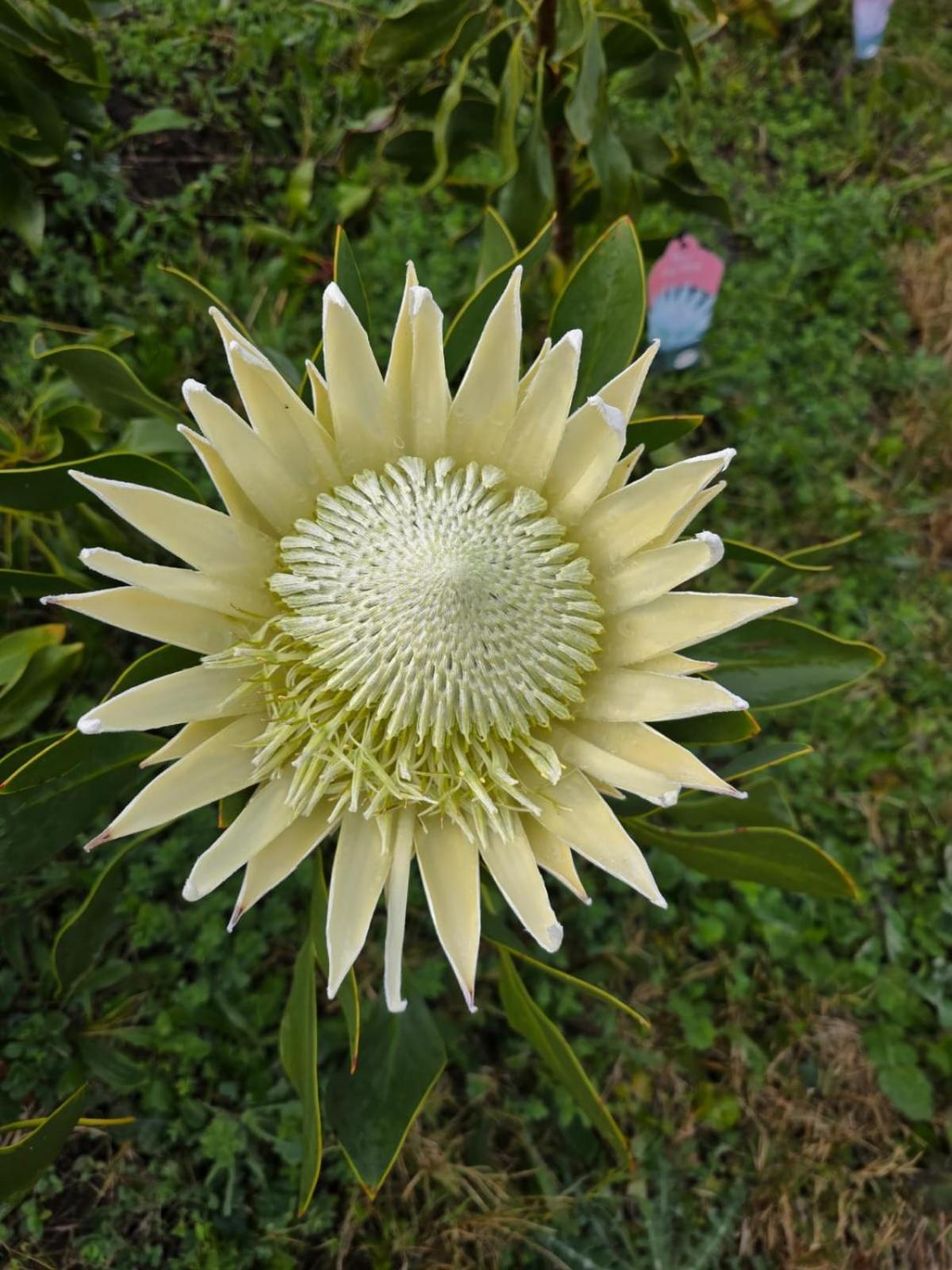Shabby Fufu Lifestyle Farm Villa Plettenberg Bay Dış mekan fotoğraf